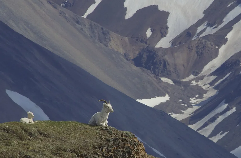 Dall sheep (Ovis dalli) on a mountain slope