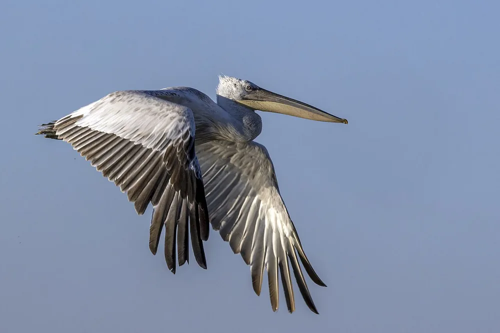 Dalmatian pelican (Pelecanus crispus) with its huge bill