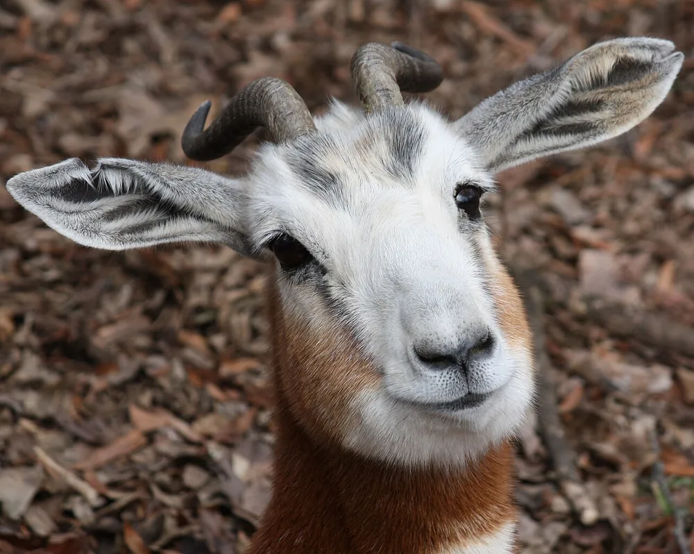 Mhorr gazelle, a subspecies of the dama gazelle (Nanger dama), in a zoo
