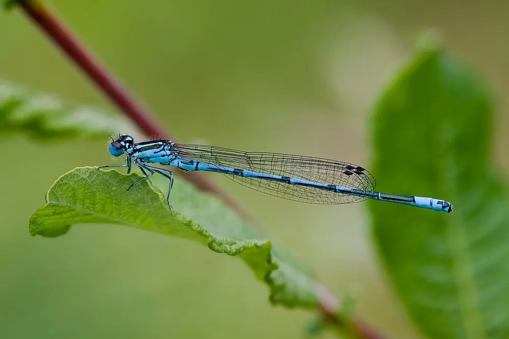 Azure damselfly (Coenagrion puella) with blue and black markings