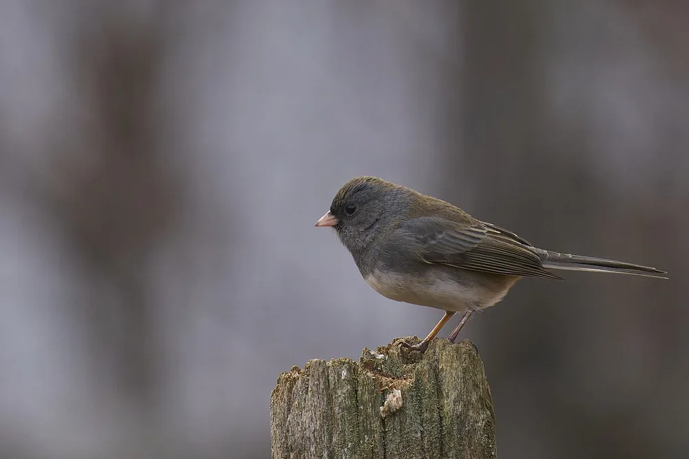 Dark-eyed junco (Junco hyemalis) perched