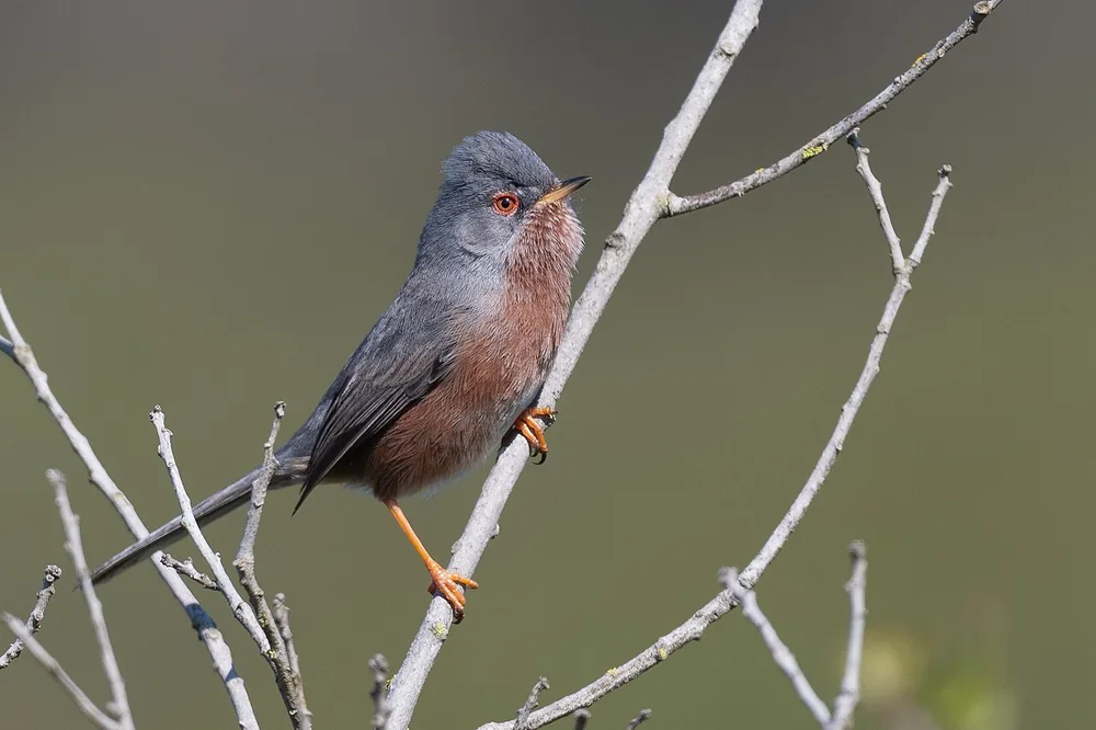Dartford warbler (Curruca undata) perched on a gorse bush