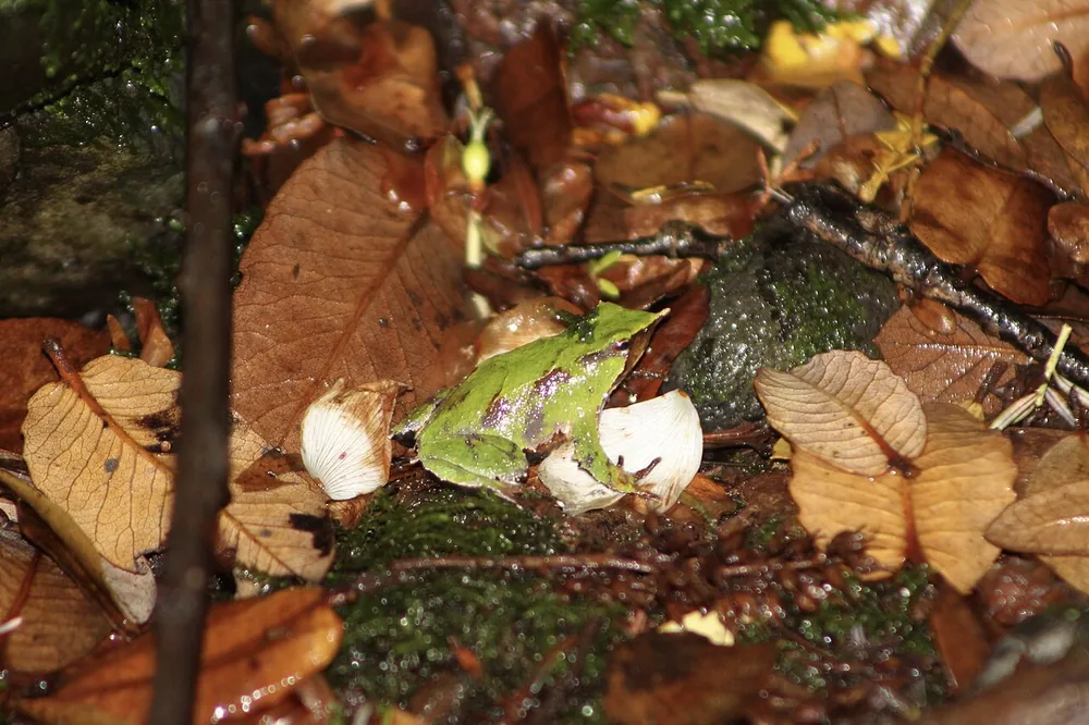 Darwin’s frog (Rhinoderma darwinii) on leaf litter