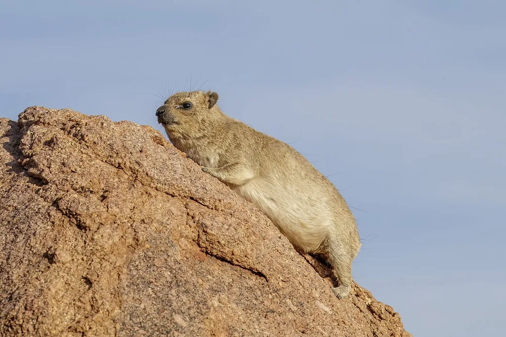Rock hyrax or dassie (Procavia capensis) sitting on a rock