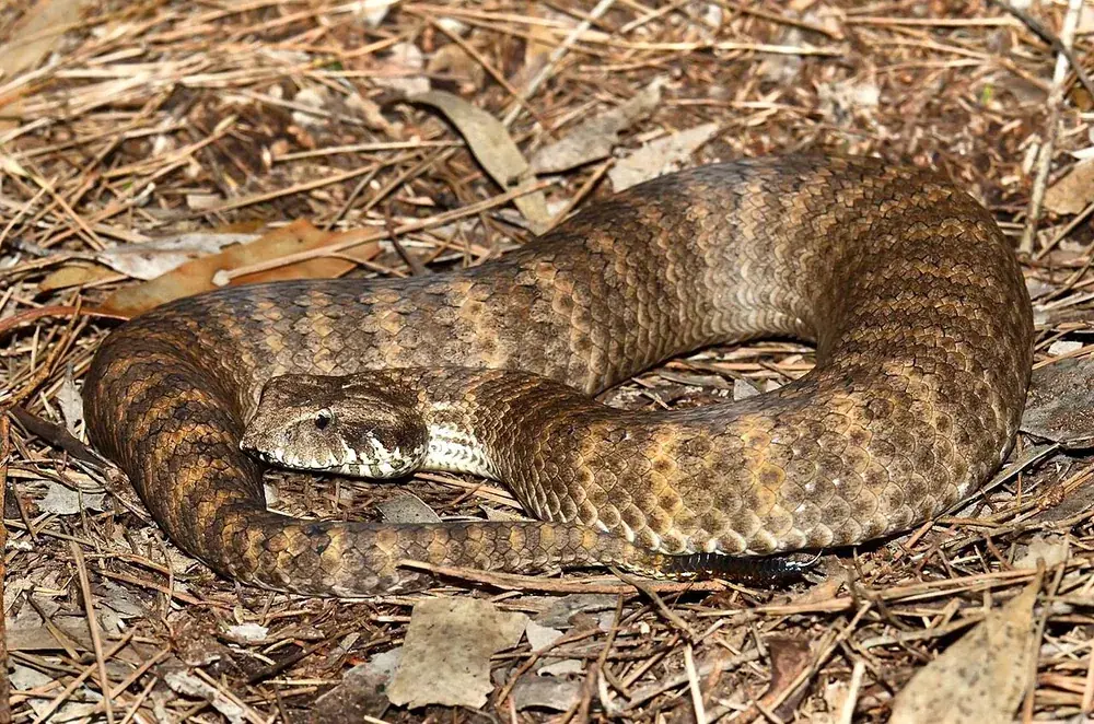 Common death adder (Acanthophis antarcticus) coiled on the ground