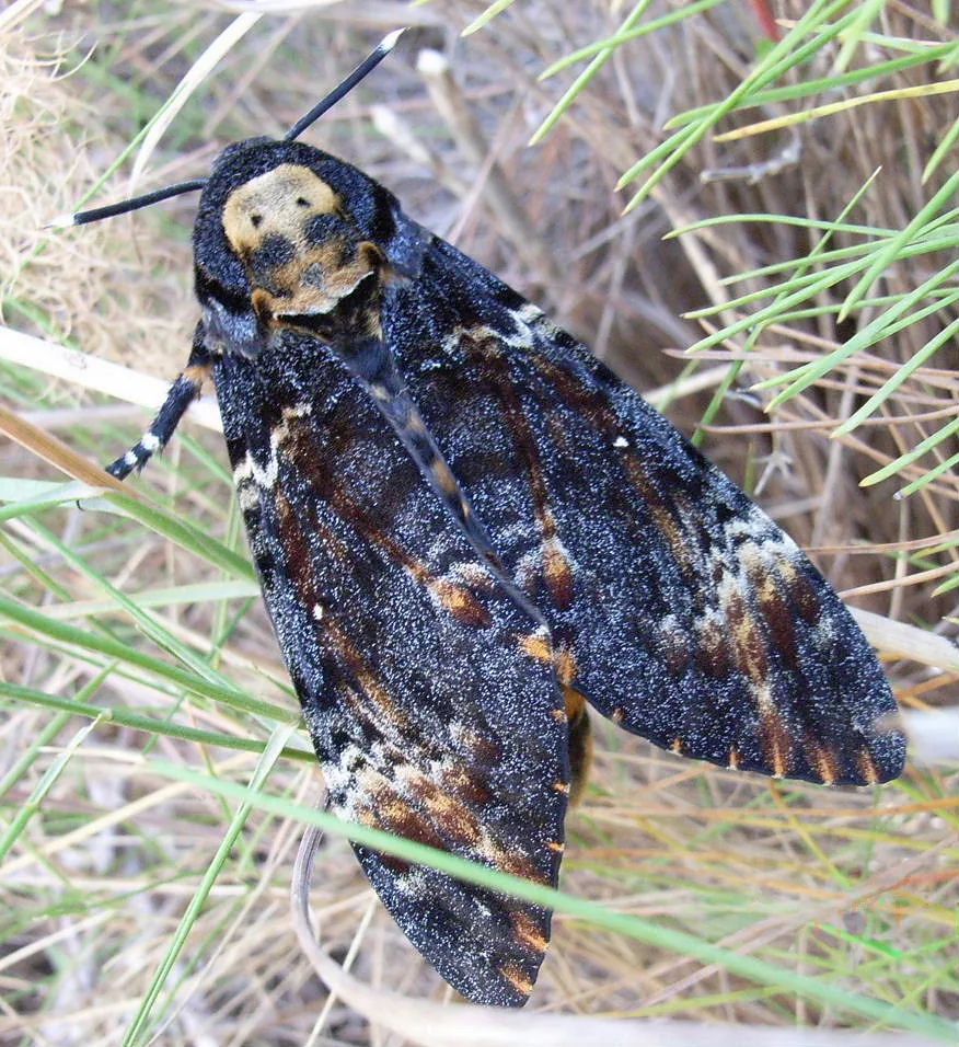 Death’s-head hawkmoth (Acherontia atropos) showing the skull mark