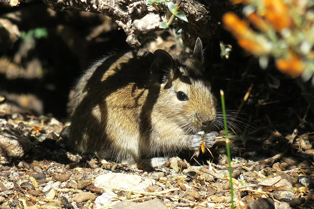 Common degu (Octodon degus) sitting upright