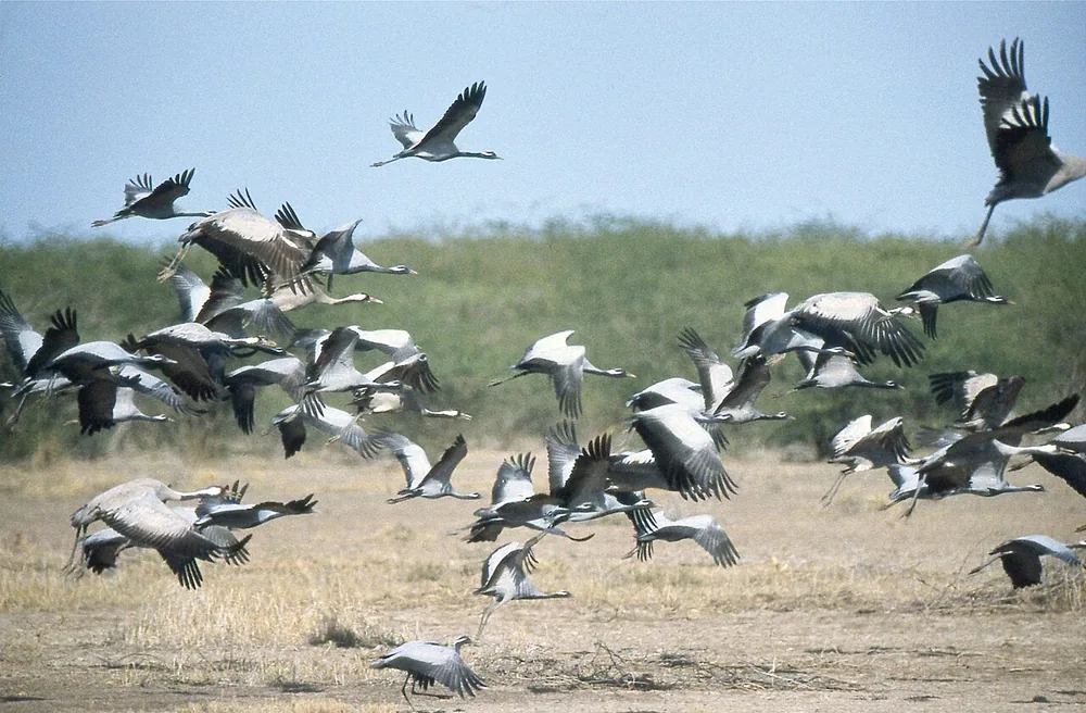 Flock of demoiselle cranes (Grus virgo) taking off