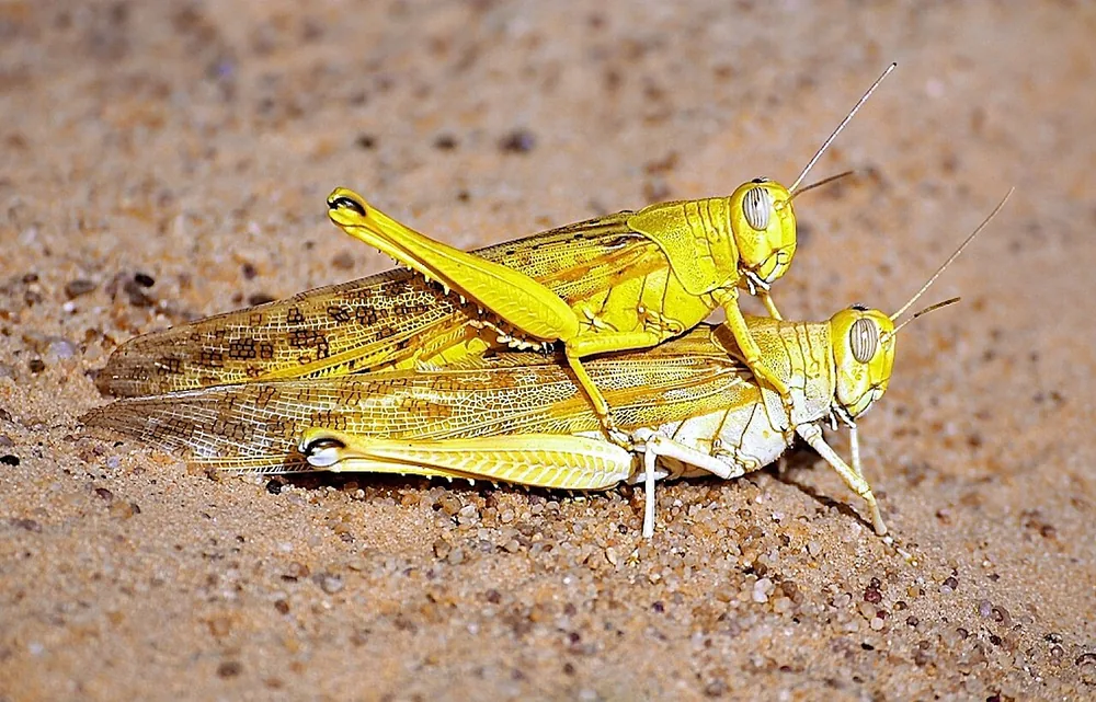 Desert locust (Schistocerca gregaria) mating pair, yellow swarming adults