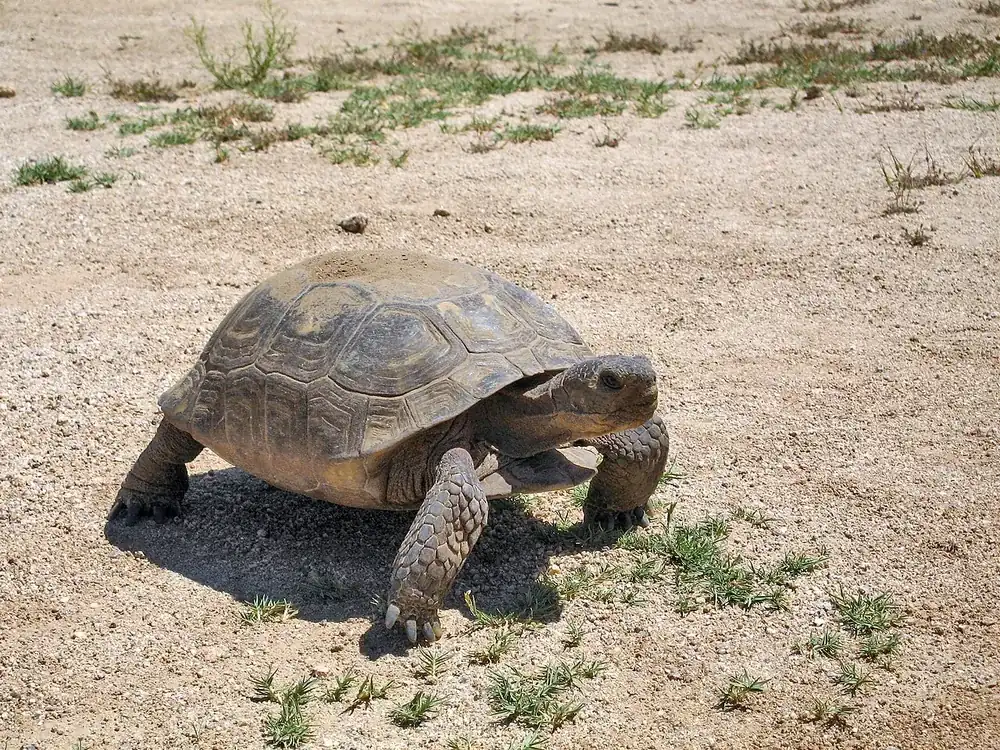 Mojave desert tortoise (Gopherus agassizii) on dry ground