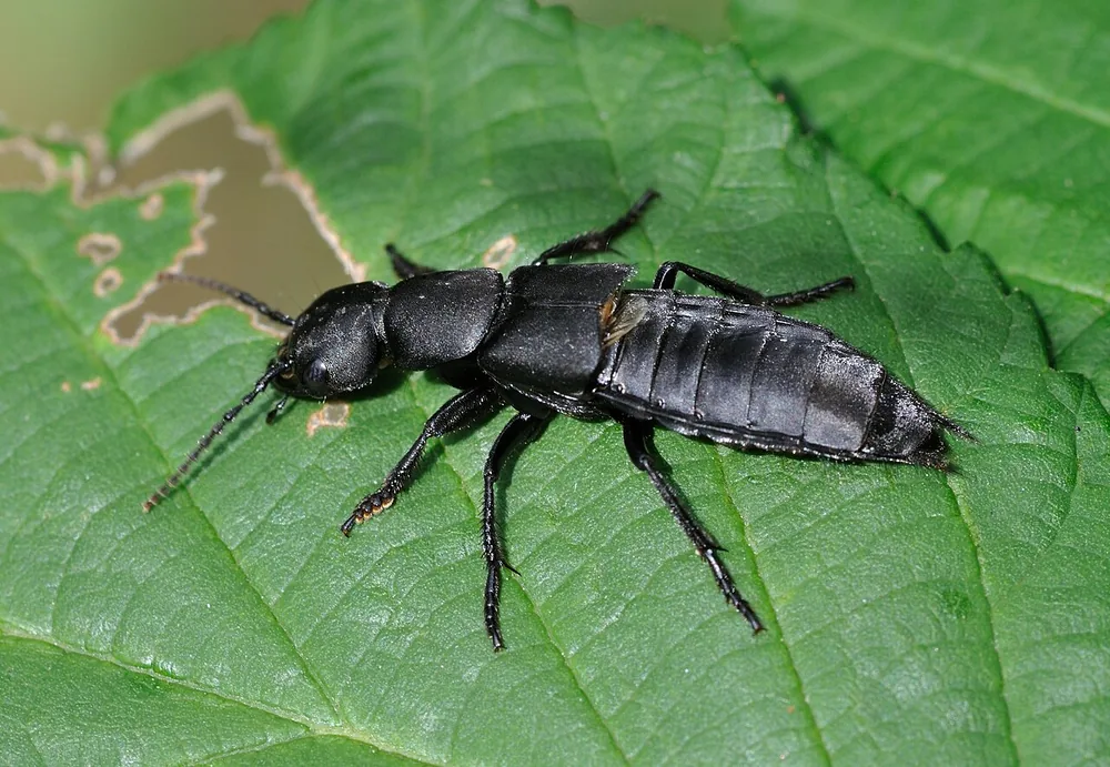 Devil’s coach horse (Ocypus olens) resting on a leaf