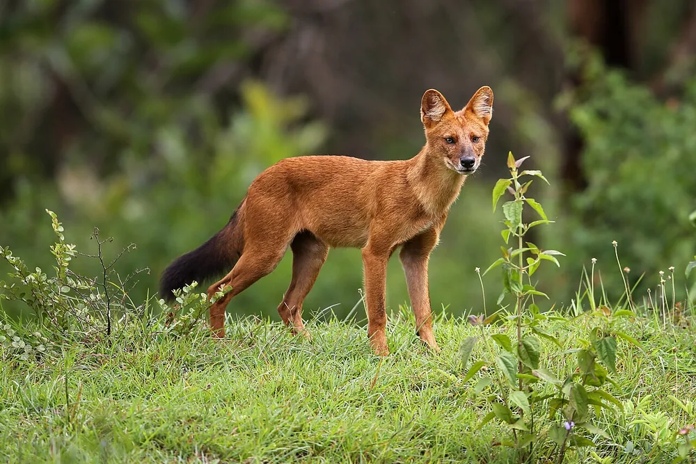Dhole (Cuon alpinus), an Asiatic wild dog, standing alert