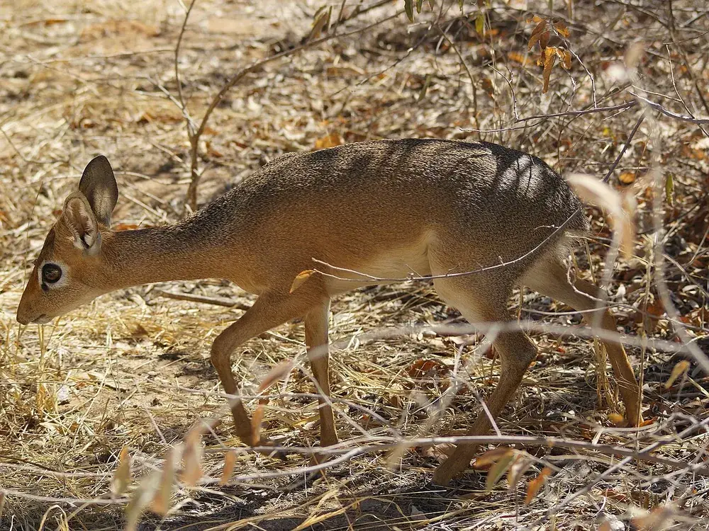 Kirk’s dik-dik (Madoqua kirkii), a tiny antelope