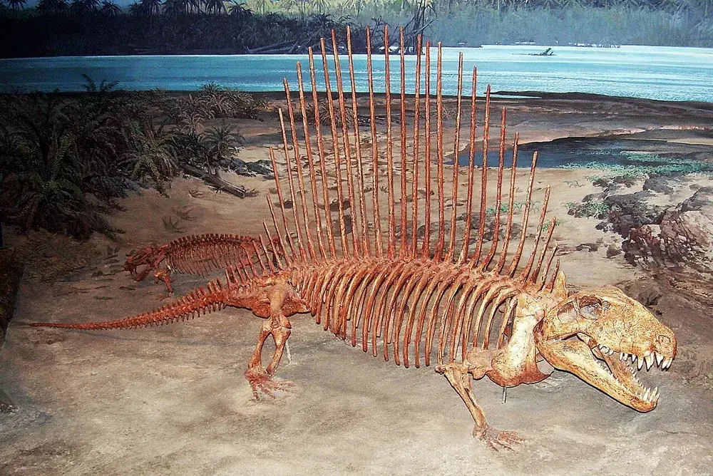 Museum skeleton mount of Dimetrodon with its tall back sail