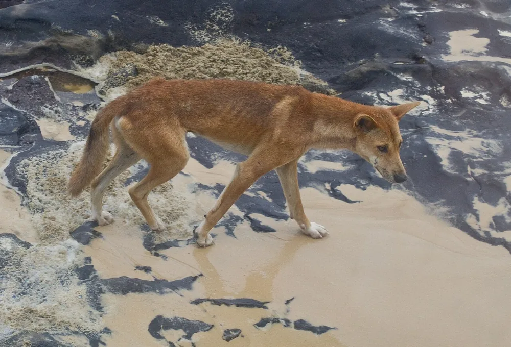 Dingo (Canis familiaris) on Fraser Island