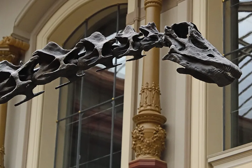 Mounted skeleton of Diplodocus carnegii in a museum