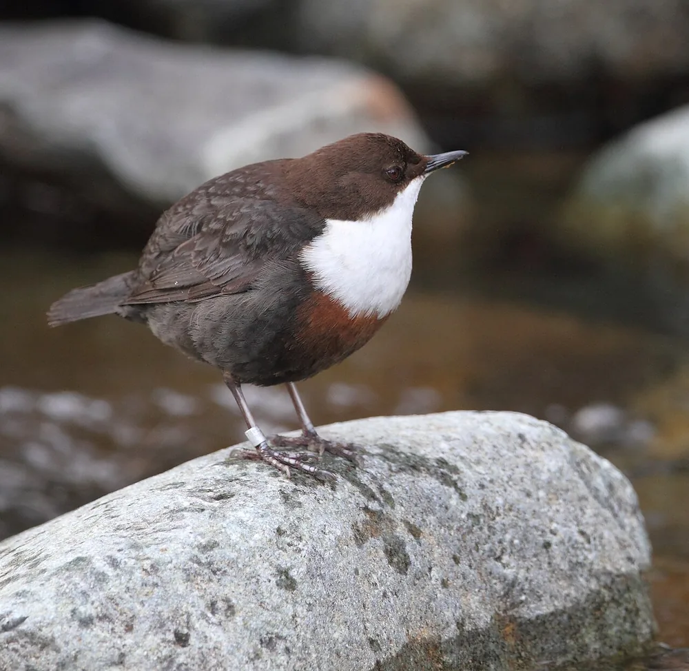 White-throated dipper (Cinclus cinclus) beside a stream