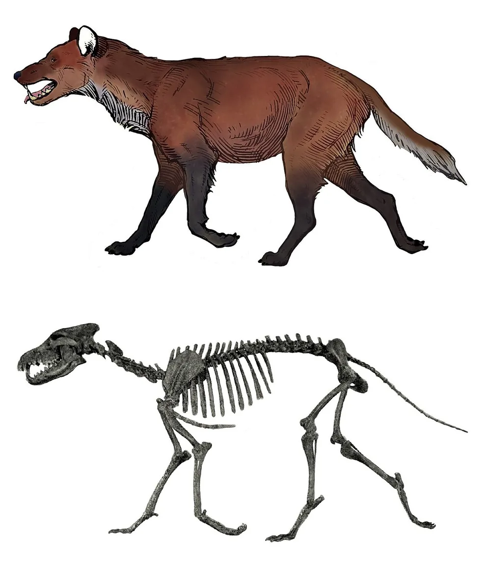 Historic restoration drawing of a dire wolf (Aenocyon dirus) beside its skeleton