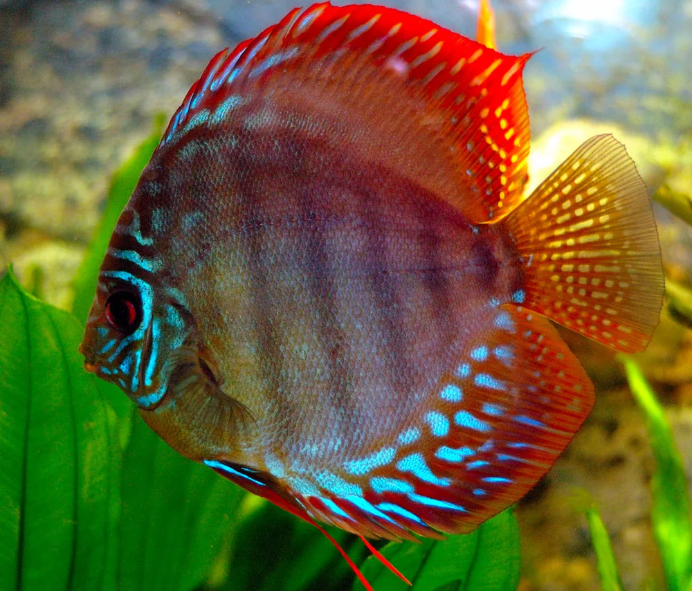 Discus fish (Symphysodon) with a round, flat body