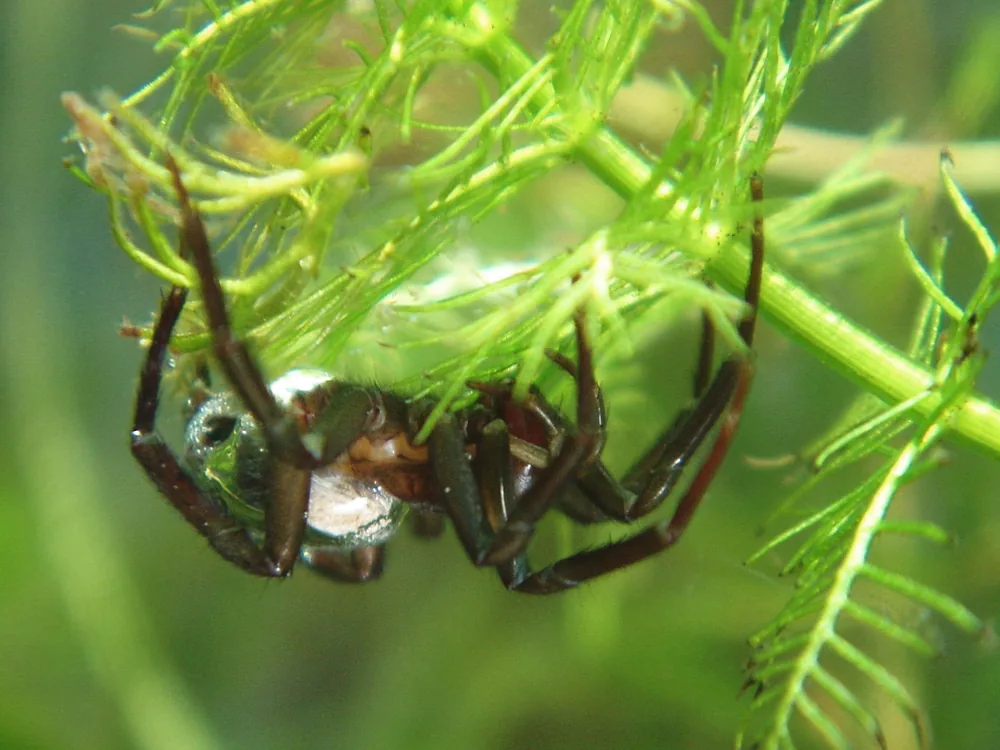 Diving bell spider (Argyroneta aquatica) underwater with an air bubble