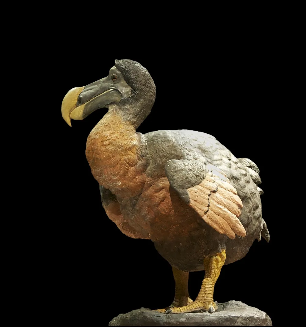 Museum model of a dodo (Raphus cucullatus)