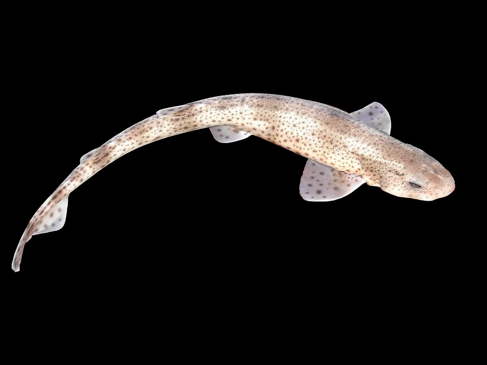 Small-spotted catshark or dogfish (Scyliorhinus canicula) photographed against a black background