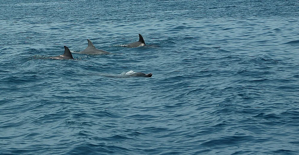 Wild pod of common bottlenose dolphins (Tursiops truncatus) at sea