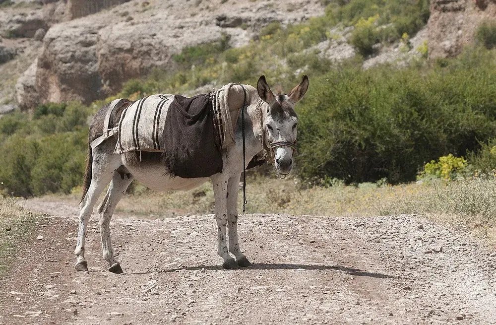 Donkey (Equus asinus) standing in a field