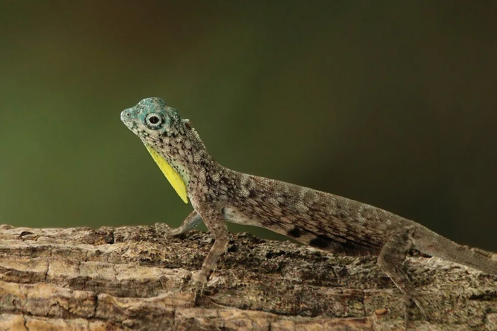 Common flying dragon (Draco volans) clinging to a tree trunk