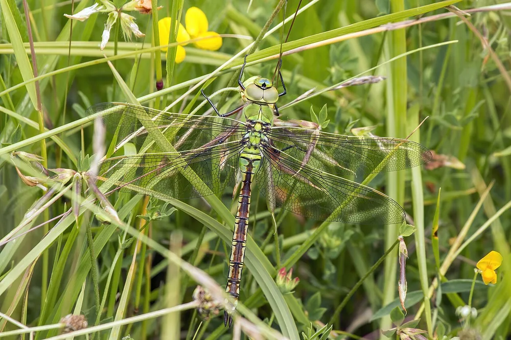 Emperor dragonfly (Anax imperator) resting on a stem