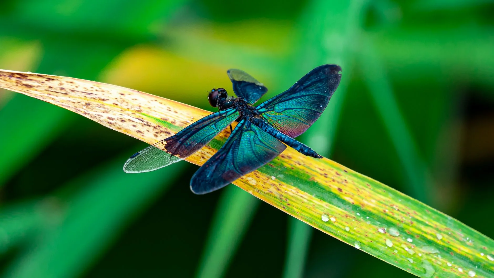 A dragonfly with shimmering blue wings resting on a green leaf