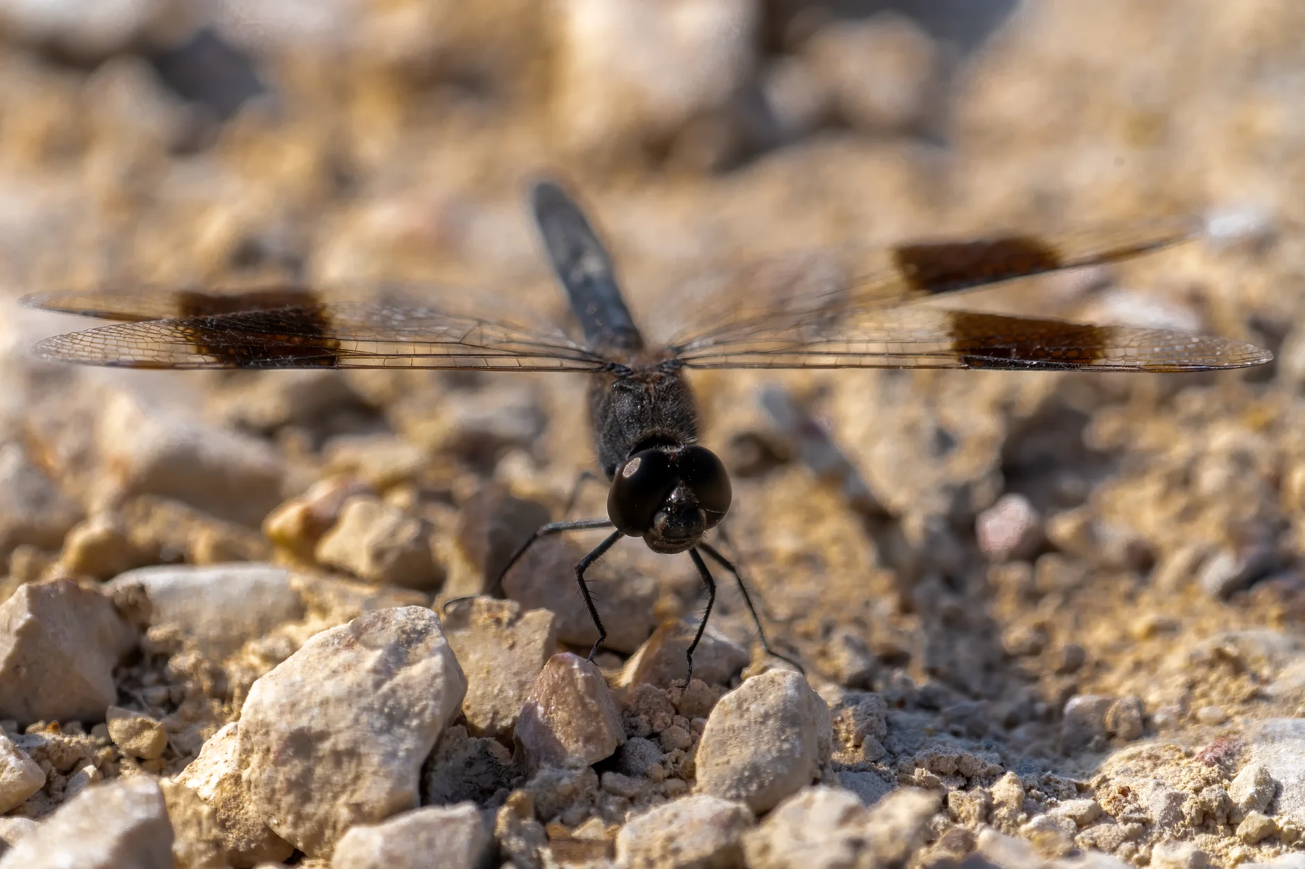 Dragonfly resting on small stones with its four wings spread out