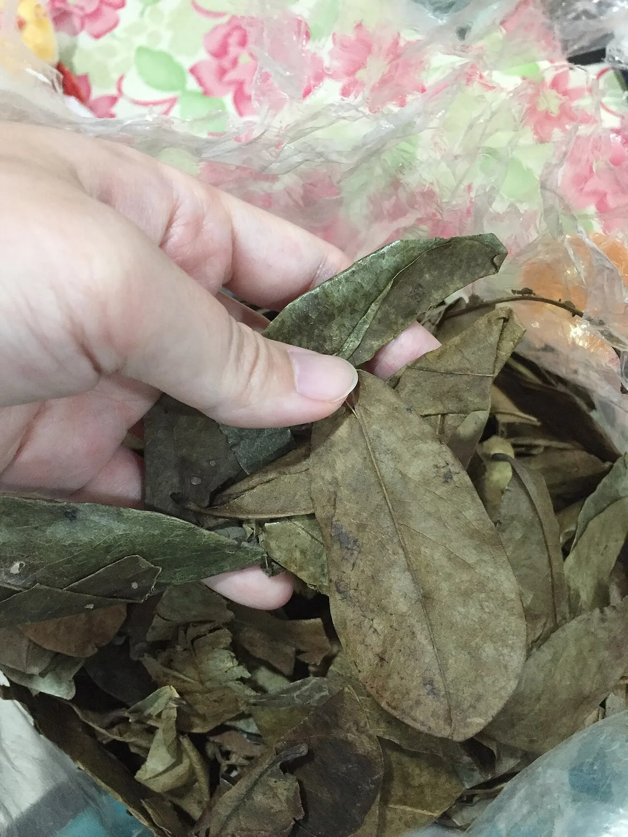 A hand holding dried soursop leaves of the kind sold for graviola tea