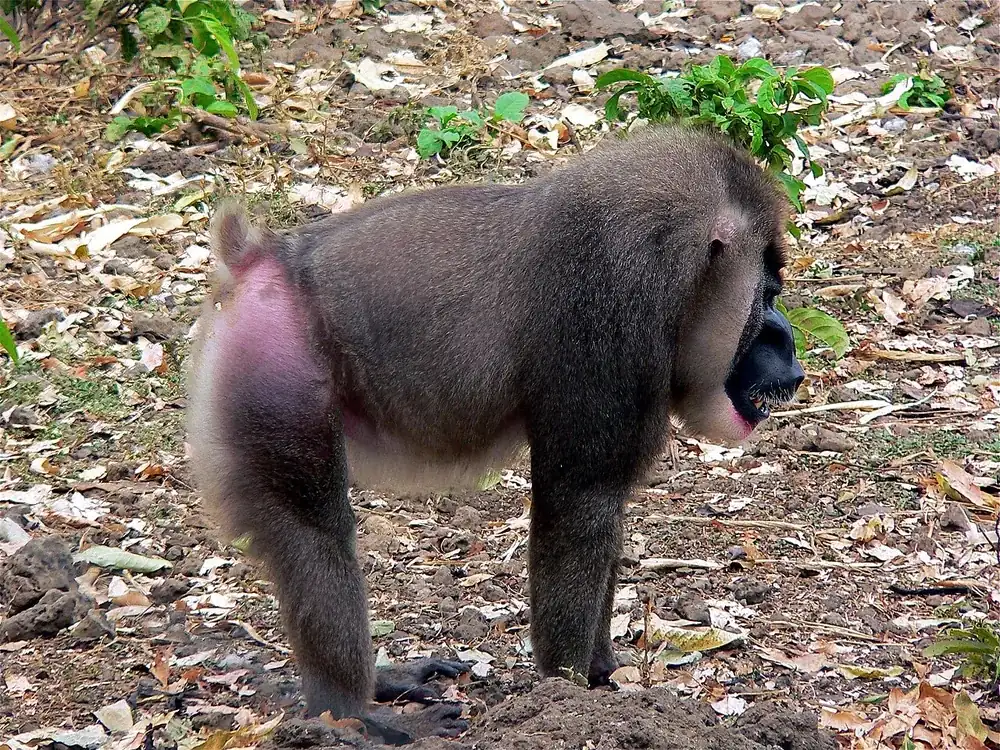 Drill (Mandrillus leucophaeus), a rainforest monkey