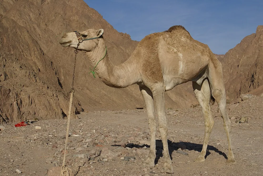 Dromedary camel (Camelus dromedarius) with one hump