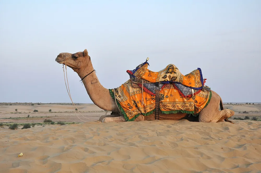 Dromedary camel (Camelus dromedarius) with one hump
