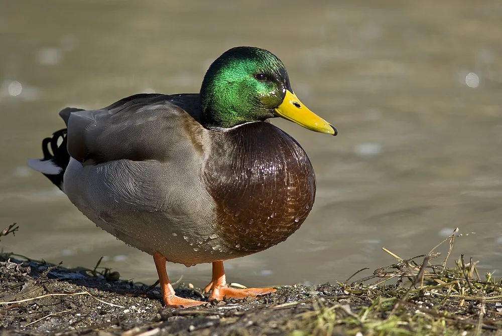 Mallard drake (Anas platyrhynchos) swimming