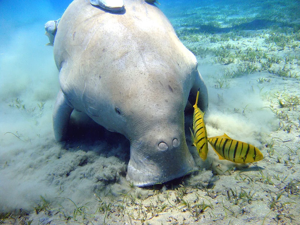 Dugong (Dugong dugon) swimming over a sandy seabed