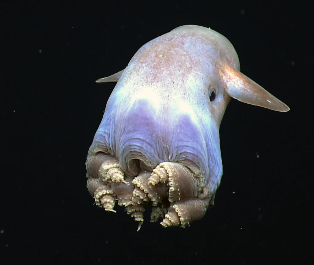 Dumbo octopus (Grimpoteuthis) photographed in the deep sea