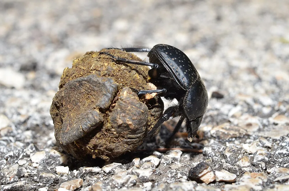 Dung beetle (Scarabaeus) rolling a ball of dung