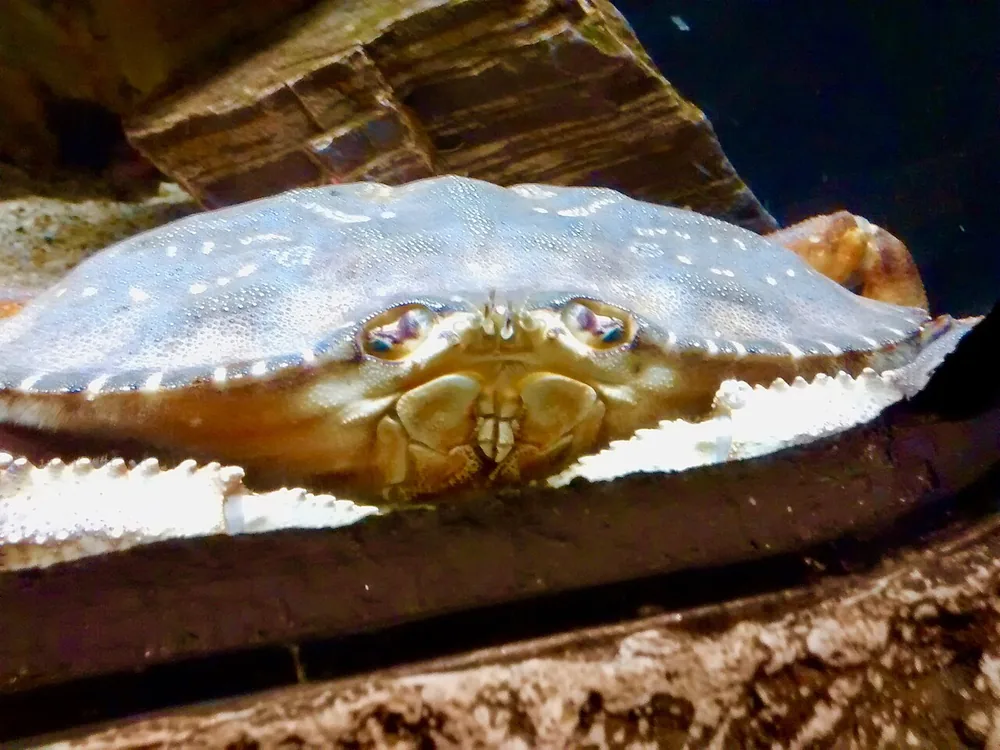Dungeness crab (Metacarcinus magister) on a surface