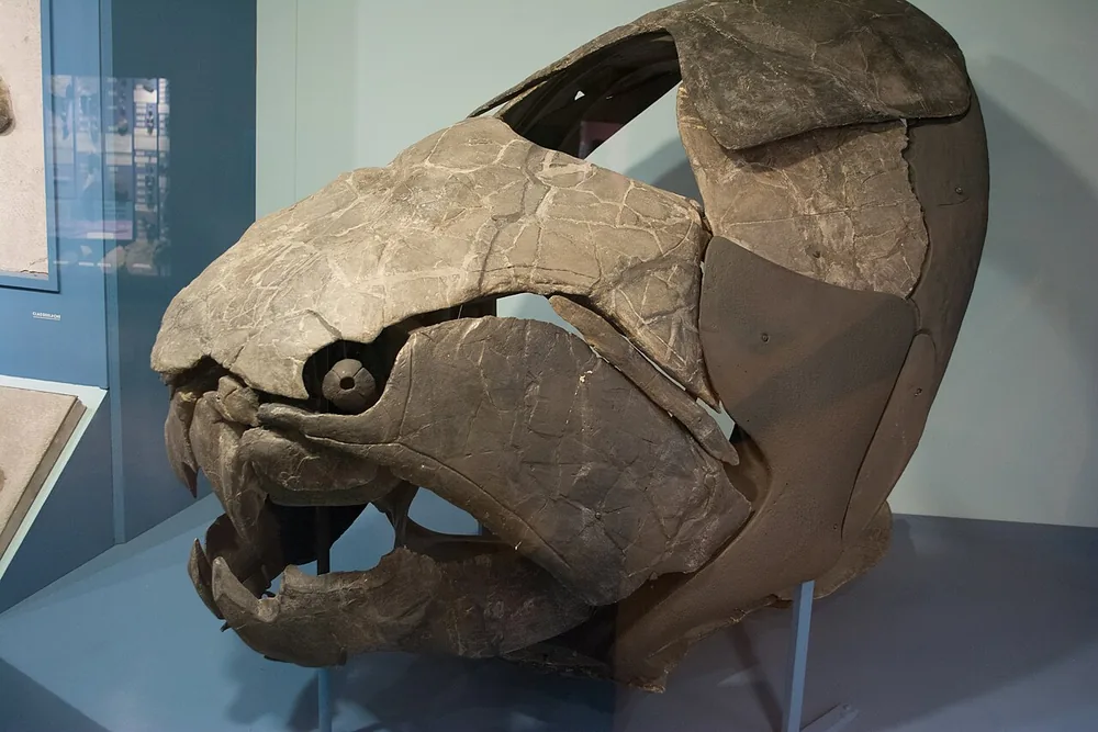 Fossil head armour of Dunkleosteus terrelli