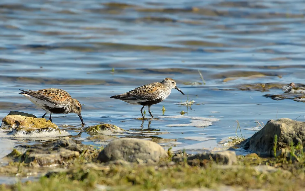Dunlin (Calidris alpina) wading at the water’s edge