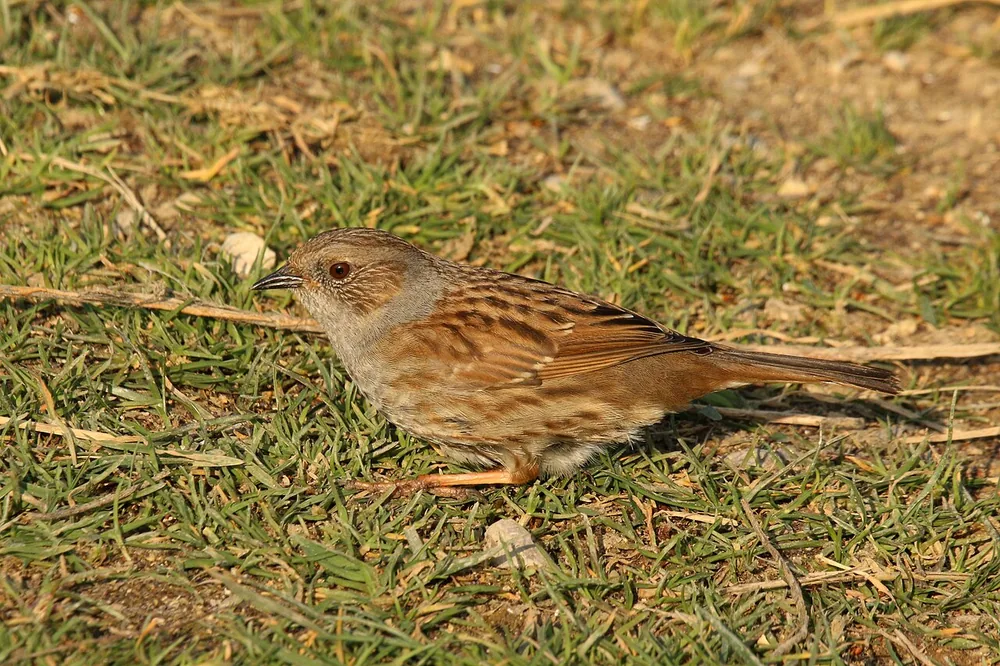 Dunnock (Prunella modularis) singing from a perch