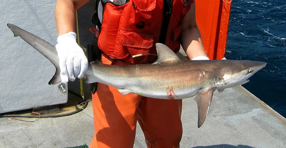 Dusky shark (Carcharhinus obscurus) held by researchers on deck