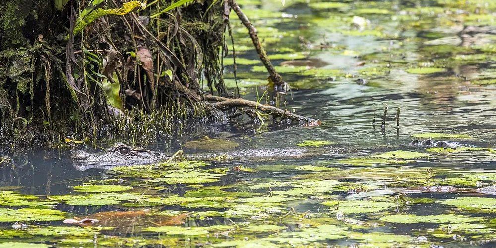 Dwarf crocodile (Osteolaemus tetraspis) lying low