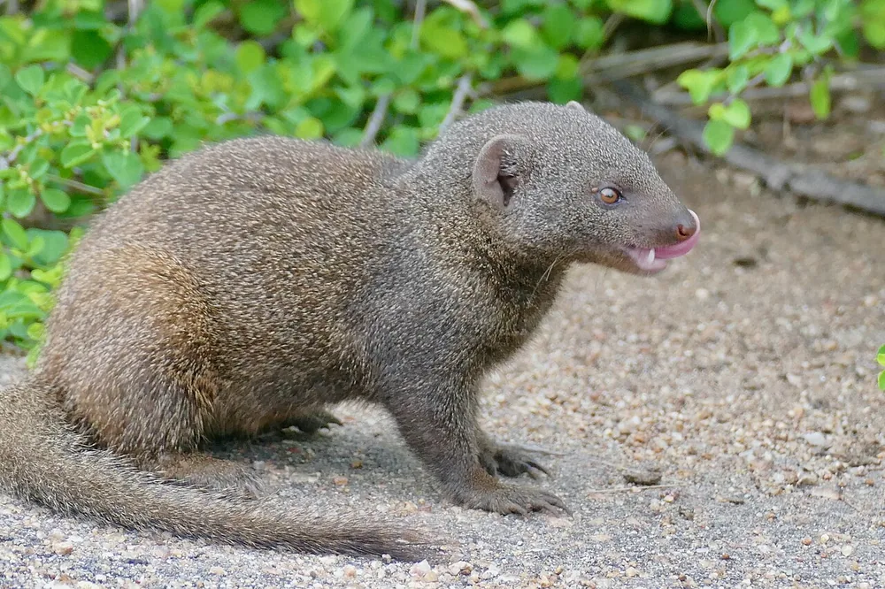 Common dwarf mongoose (Helogale parvula) standing upright