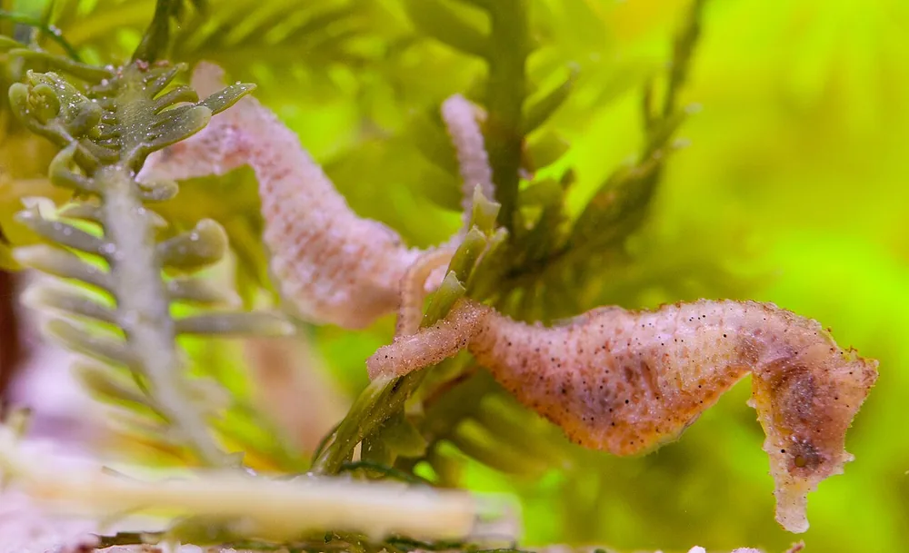 Dwarf seahorse (Hippocampus zosterae) holding onto seagrass