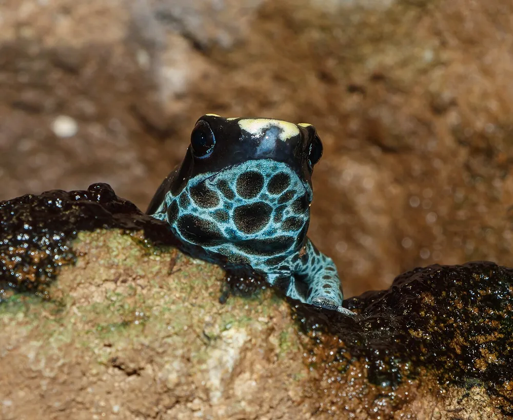 Dyeing poison dart frog (Dendrobates tinctorius) with bold markings