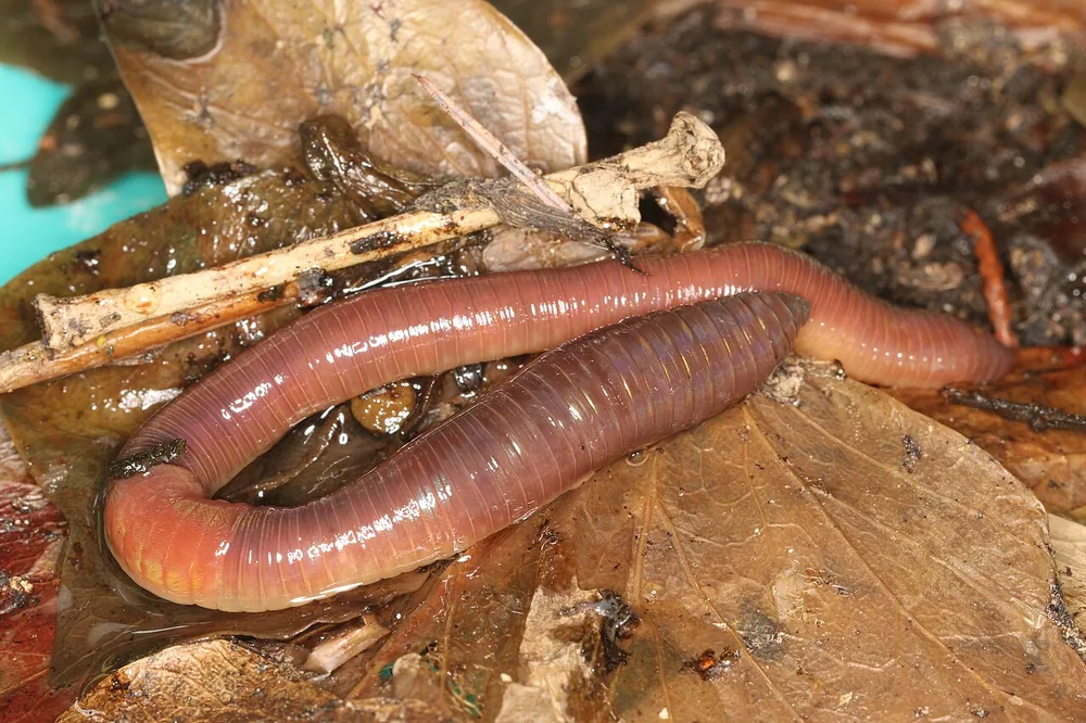 Common earthworm (Lumbricus terrestris), on leaf litter